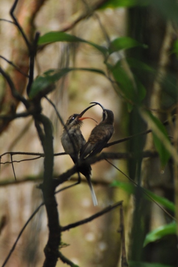 Kolibrier i Cockscomb Basin Jaguar Reserve