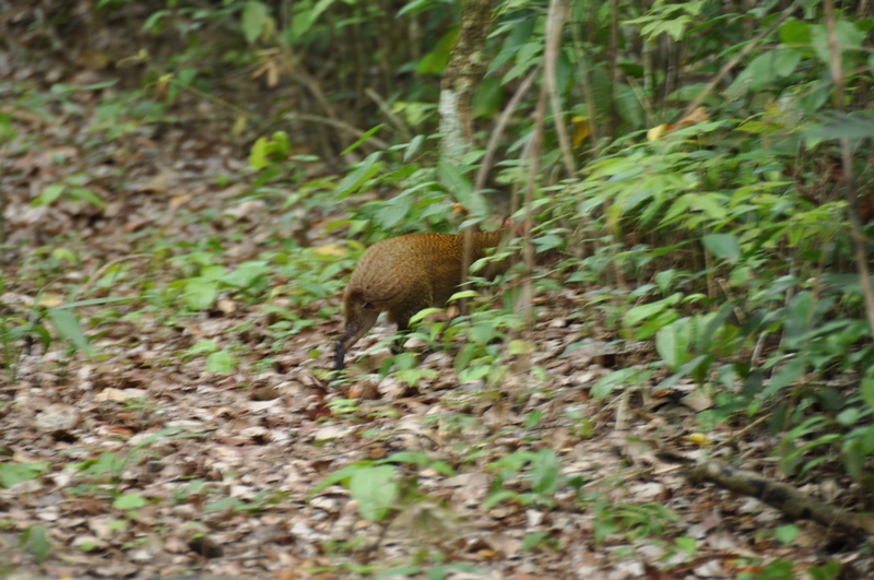 Aguti ved Calakmul i Mexico