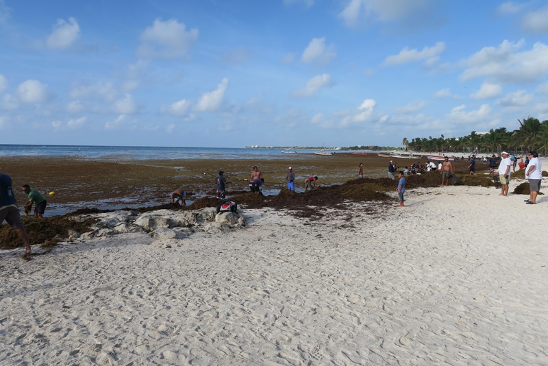 Akumal beach fyldt med tang