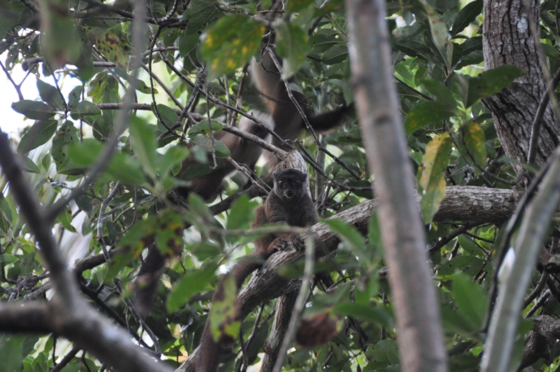 Lemur på Aye aye island i Madagaskar