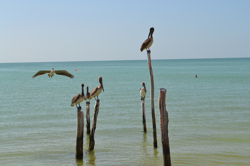 Pelikaner på Holbox, Mexico