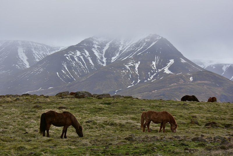 Islandske heste i landskabet