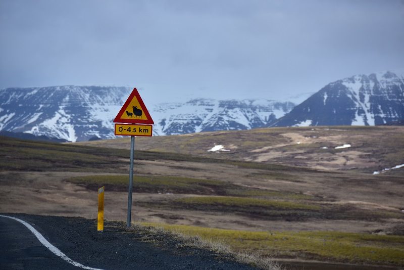 Sødt skilt med får, Den gyldne cirkel, Island