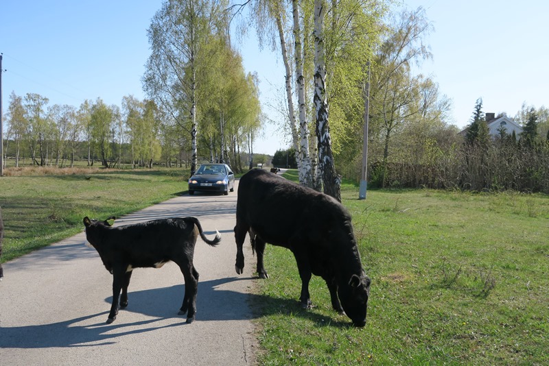 Køer på vejen på Øland