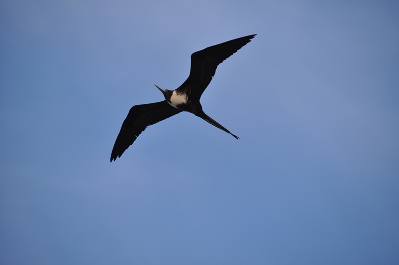 Frigatfugl på Isla Mujeres, Mexico
