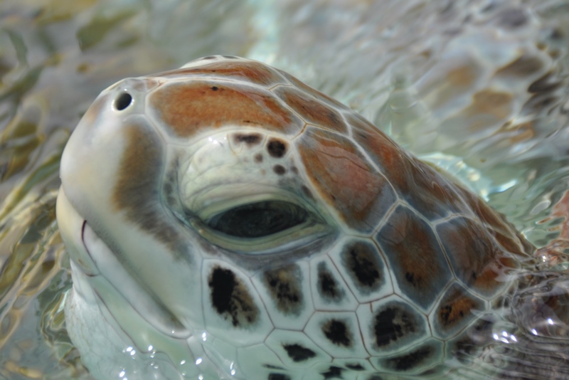 Havskildpadde fra Isla Mujeres
