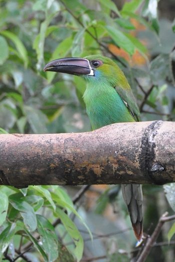 Grøn toucanet