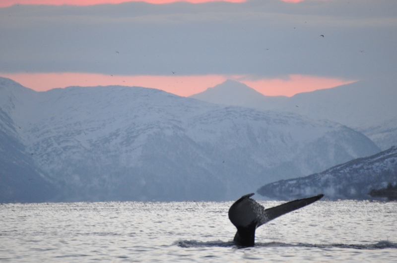 Pukkelhval i Tromsø