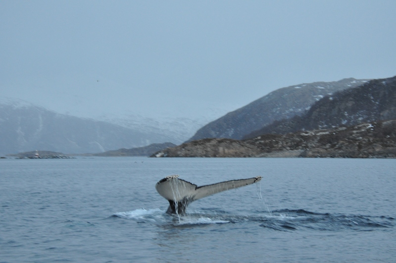 Pukkelhval på hvalsafari