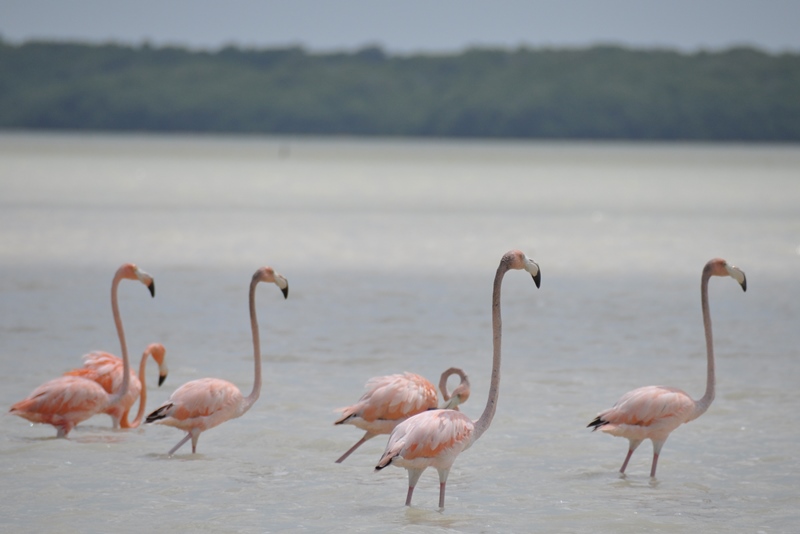 Flamingoer i Mexico
