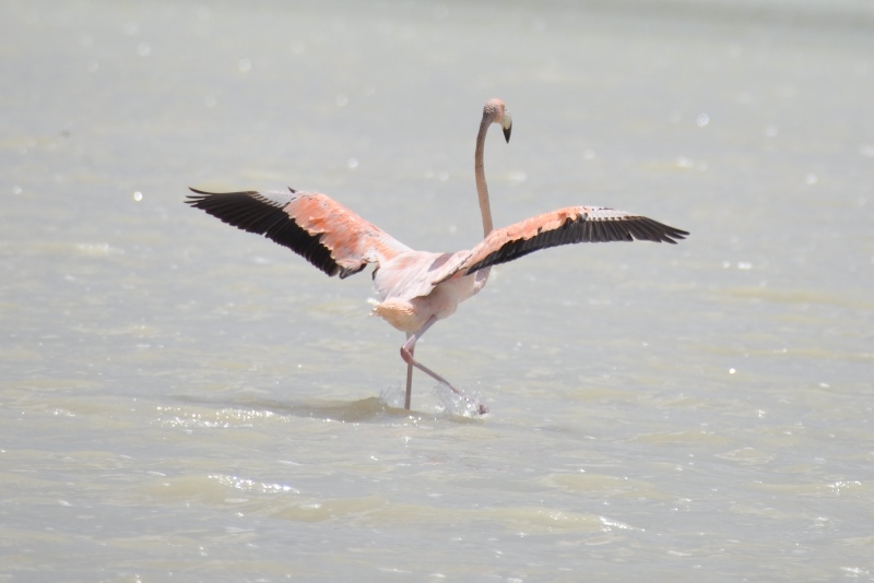Flamingo i Mexico