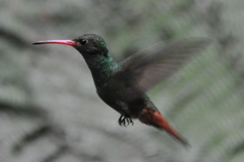 Den lille Rufous tailed kolibri