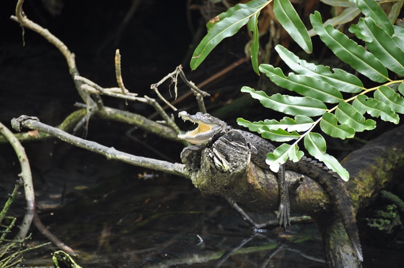 Krokodille på gren i Mexico