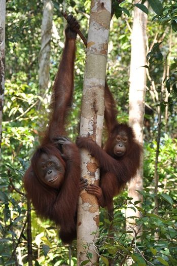 Orangutaner på besøg ved foderstation