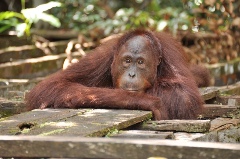 Orangutan venter på os