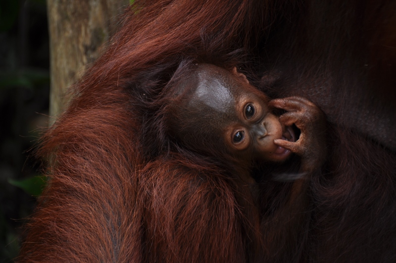 Orangutanunge på Borneo