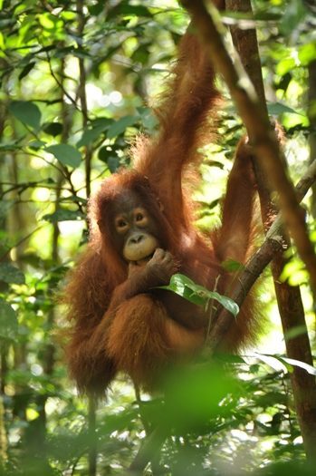 Den sødeste orangutan på Borneo