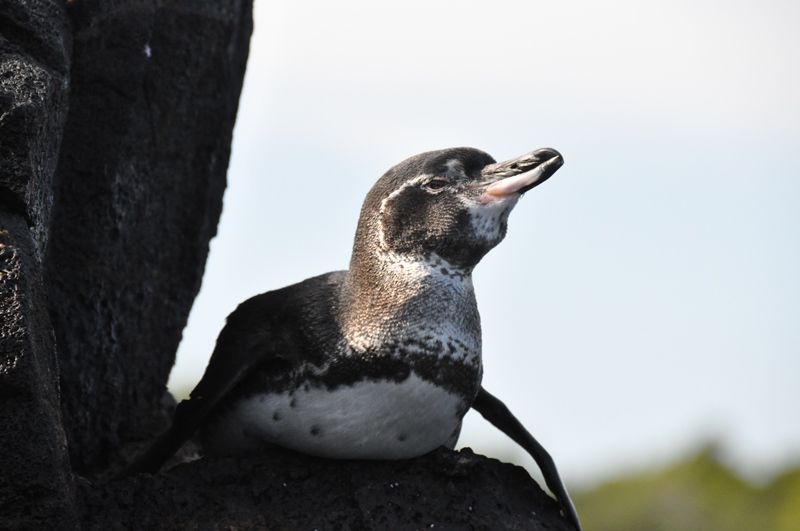 En af de små Galapagospingviner