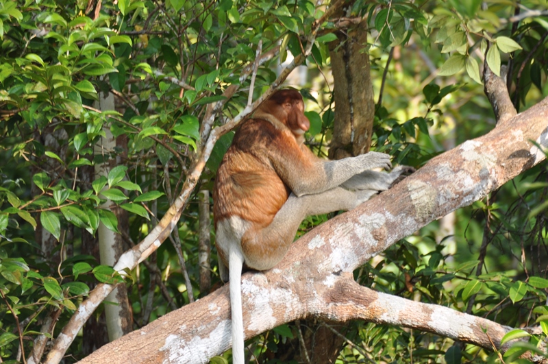 Næseabe på Borneo