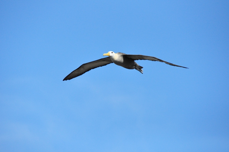 En stor albatros