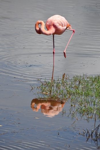 Flamingo med reflektion i vandet
