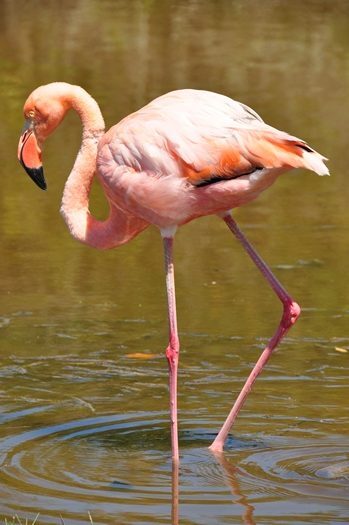 Flot flamingo helt tæt på