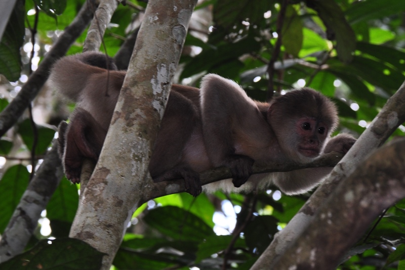 Capuchin abe i Amazonas i Ecuador