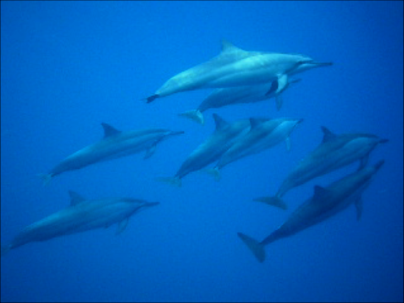 Delfintur på Mauritius