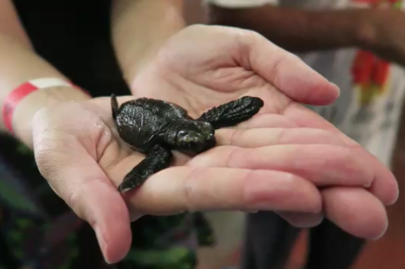 En lille skildpaddeunge