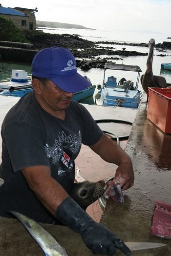 Fiskemarkedet i Puerto Ayora