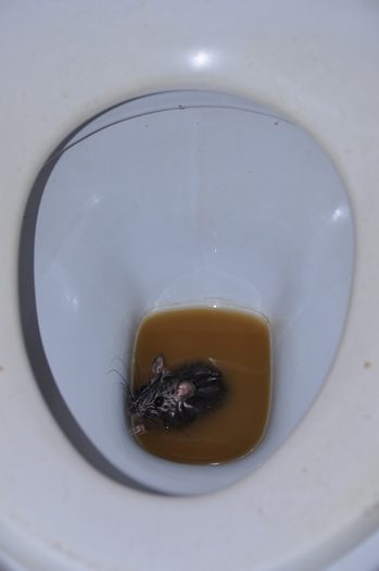 En rotte var havnet i toilettet