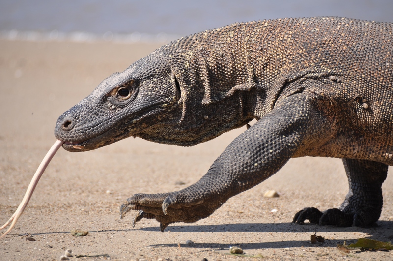 Komodovaran på Komodoøen