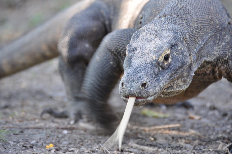 Komodovaran på Rinca