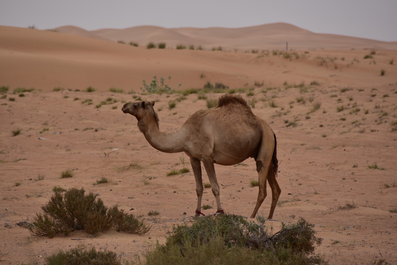 Kamel i ørkenlandskab