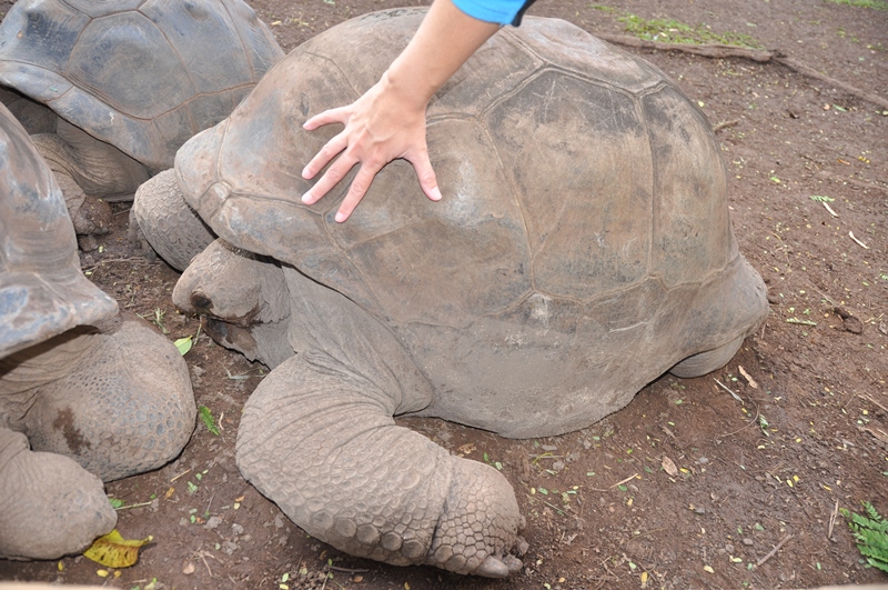 Anne Maries hånd og landskildpadde på Mauritius