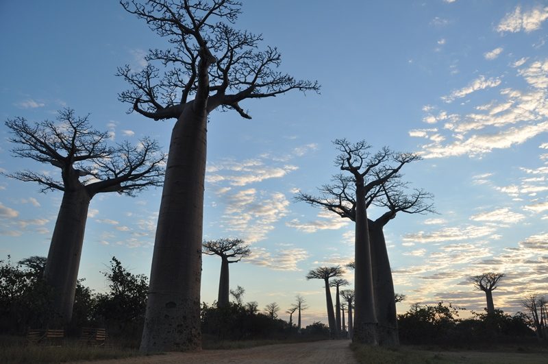 Morgen ved Baobaballen i Madagaskar
