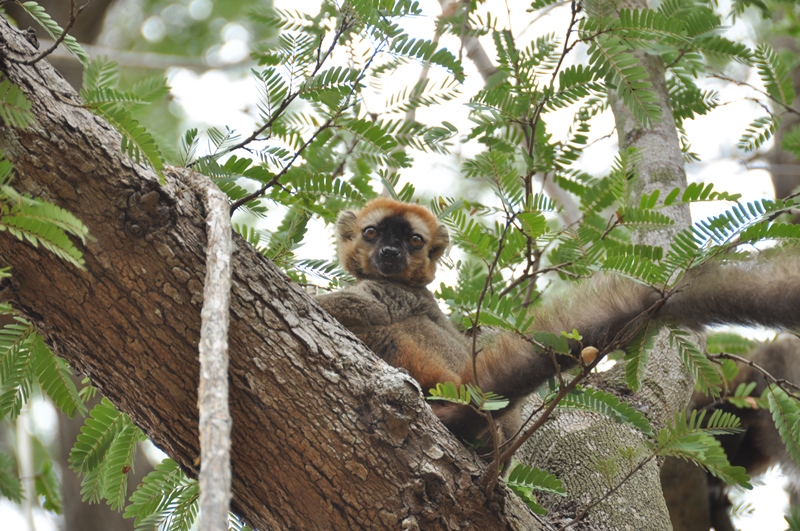 Redfronted brow lemur i Kirindy skovreservat, Madagaskar