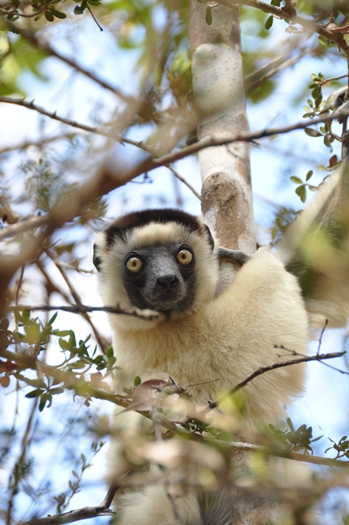 Verreaux sifaka i Kirindy Skovreservat i Madagaskar
