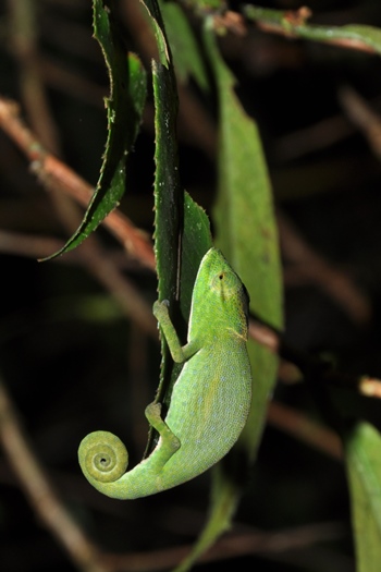 Fin kamæleon på nattur i Ranomafana nationalpark i Madagaskar