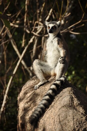 Kattalemur poserer i nationalpark i Madagaskar