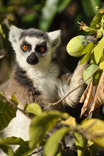 Kattalemur med frugt i nationalpark i Madagaskar