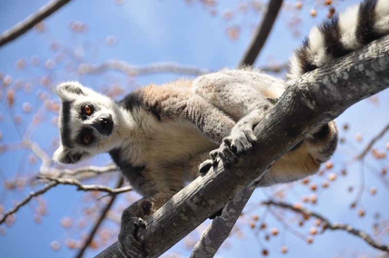 Tre nationalparker på Madagaskar
