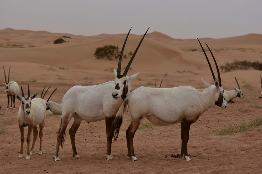 På jagt efter oryx