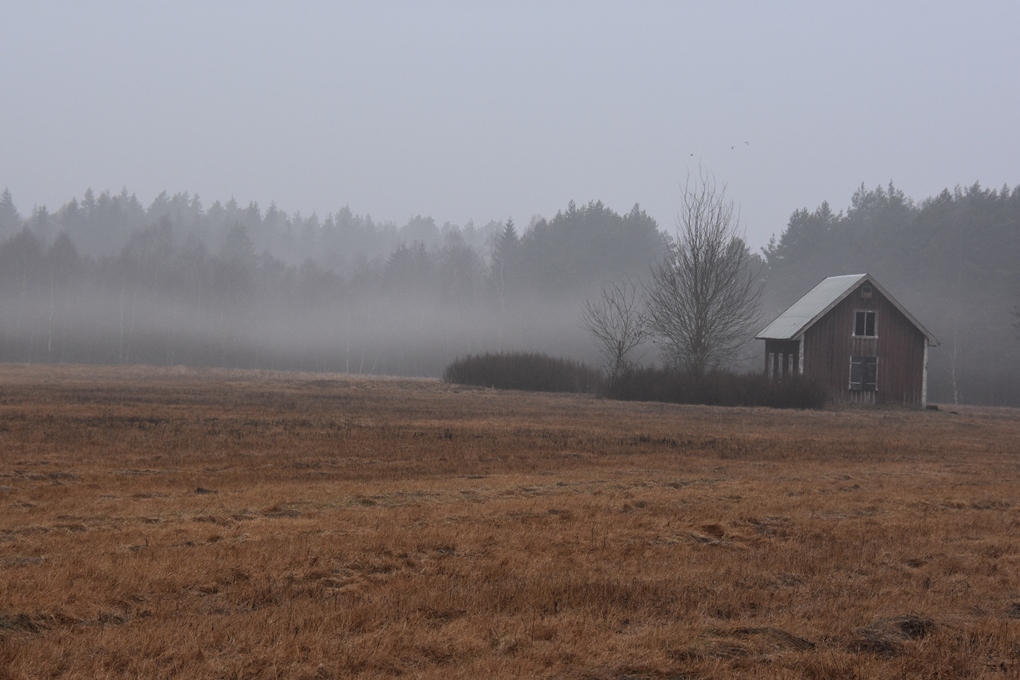 På jagt efter en urfugl