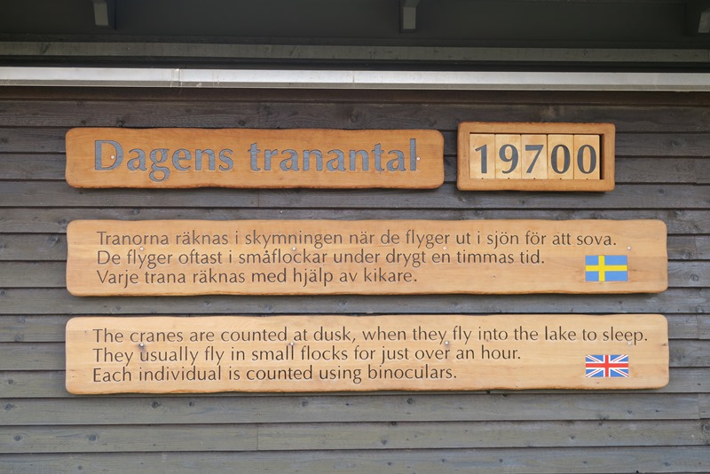 Dagens tranetal ved Hornborgasjön