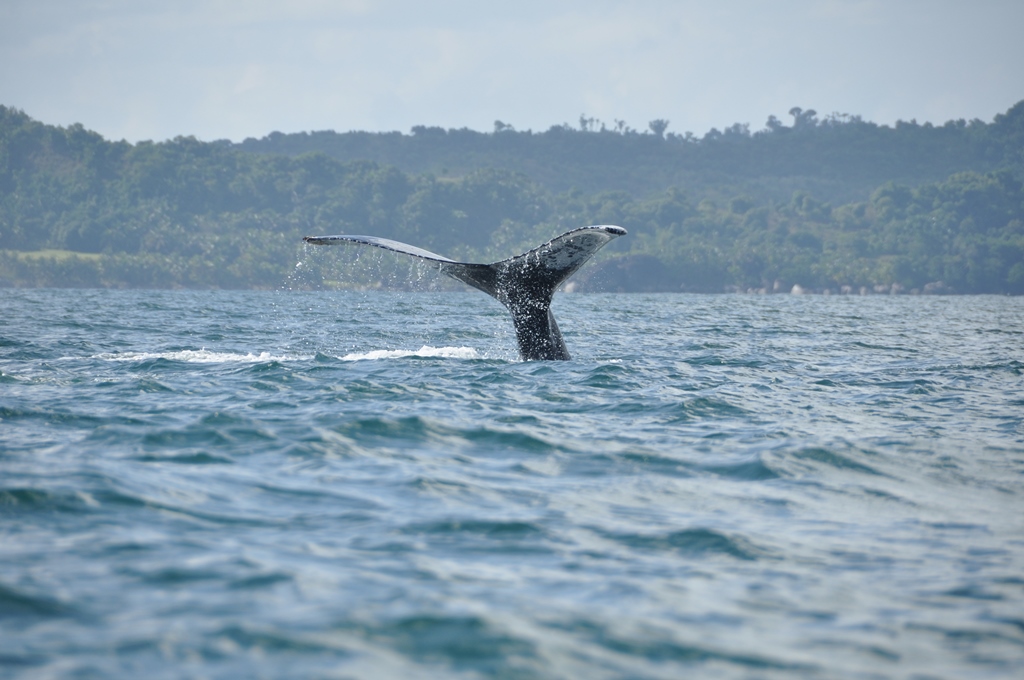 Ile Sante Marie – pukkelhvalernes paradis