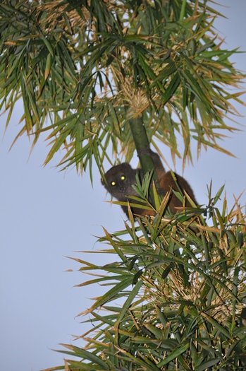 Bambuslemur