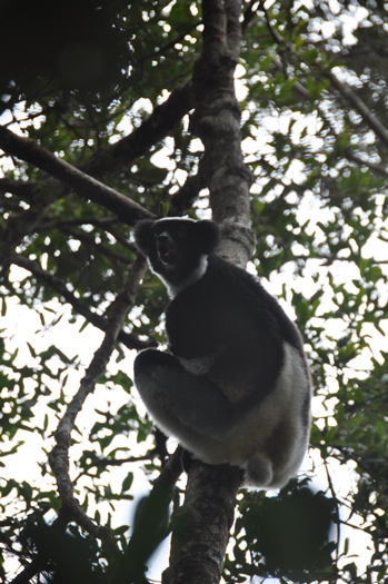 Indri synger