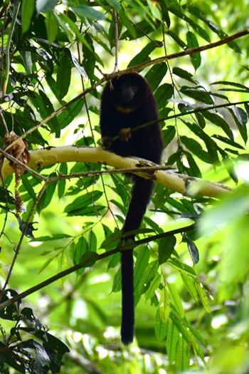 Yellow handed titi monkey i Amazonas, Colombia