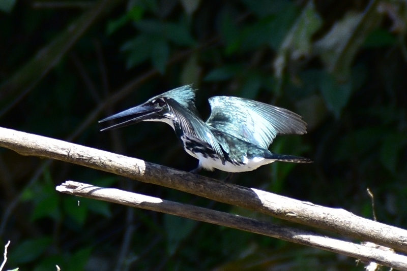 Isfugl i Amazonas, Colombia